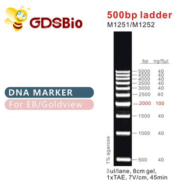 Klassieke DNA-Ladders &amp; Tellers500bp Ladder M1251/M1252