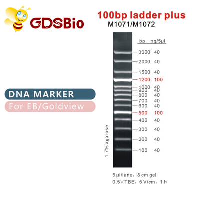 100bp ladder plus DNA-Teller M1071 (50μg) /M1072 (50μg×5)