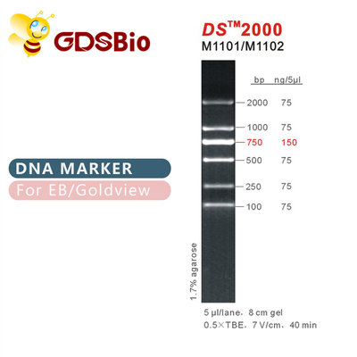 DS 2000 DNA-Tellersladder M1101 (50μg) /M1012 (50μg×5)