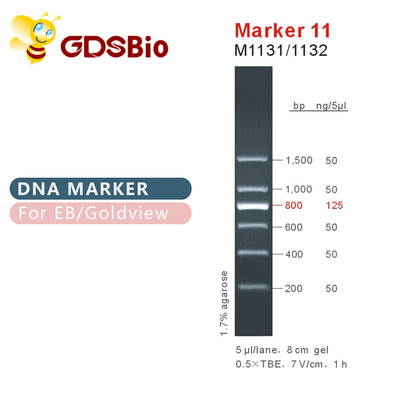 Teller 11 DNA-ladder M1131 (50μg) /M1132 (5×50μg)