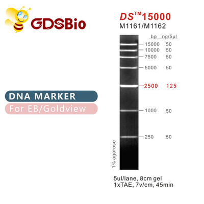 DS15000 DNA-Tellersladder M1161 (50μg) /M1162 (5×50μg)