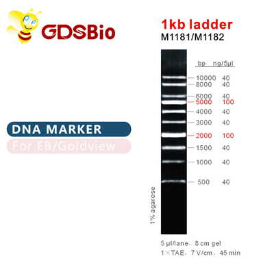 1kb van de de Tellersladder van ladder1000bp DNA het Gelelektroforese
