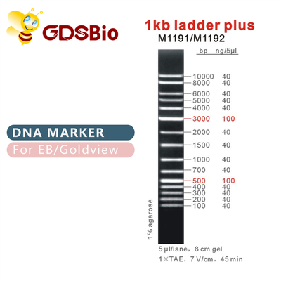 1kb ladder plus de Teller M1191 (50μg) /M1192 1000bp-van DNA (5×50μg)
