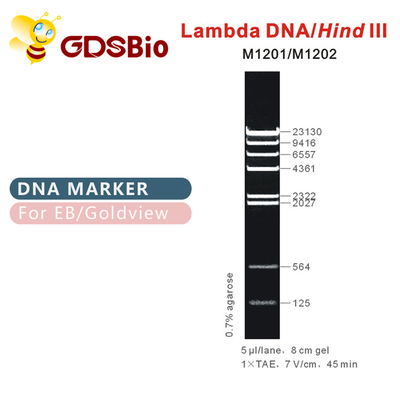 λDNA/AchtersteⅢ DNA-Tellersladder M1201 (50μg) /M1202 (5×50μg)