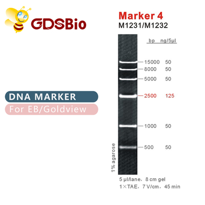 Teller 4 DNA-ladder M1231 (50μg) /M1232 (5×50μg)