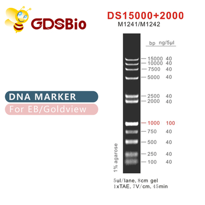 DS 15000+2000 DNA-Tellersladder M1241 (50μg) /M1242 (5×50μg)