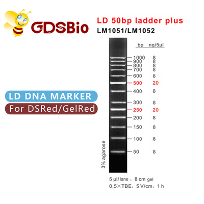 50bp ladder plus DNA-Tellerselektroforese, DNA-het Gelelektroforese van Groottetellers