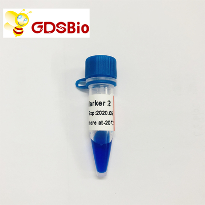 LD-Teller 2 60 Preps de Tellerselektroforese GDSBio van DNA