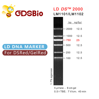 Van het de Tellersgel van DNA van hoge Zuiverheidsreagentia LD DS 2000 Elektroforese 60 Preps