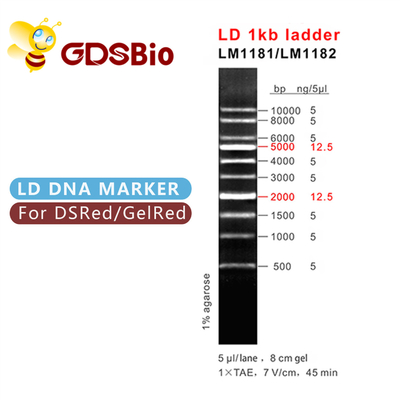 Van de Ladder1000bp DNA van LD de Teller LM1181 (50 preps) /LM1182 1kb (50 preps×5)