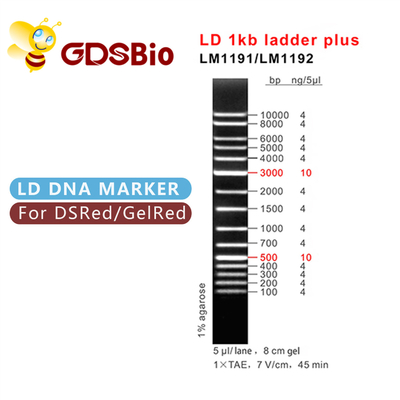 1000bp DNA-Tellerselektroforese, Gelelektroforese 1 Kb de Ladder van DNA