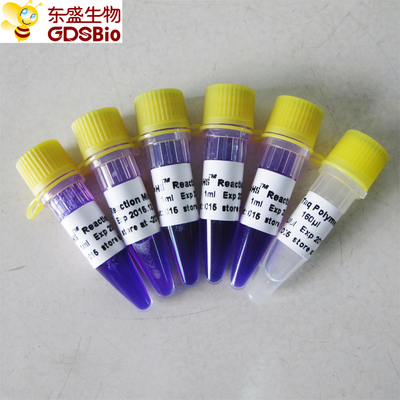 1ml×5 PCR Hoofdmengelingshs Kit For Nucleic Acid PCR Opsporing P3082