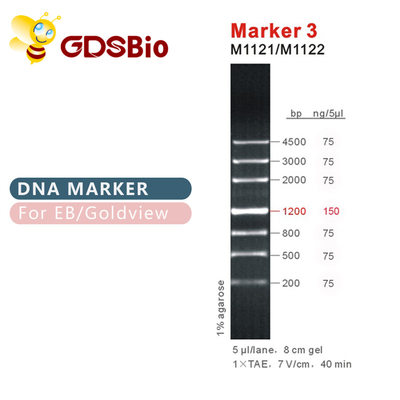 GDSBioteller 3 DNA-de Elektroforese Blauwe Verschijning van het Tellersgel