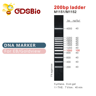 De klassieke DNA-Ladder GDSBio van de Tellerselektroforese 500bp
