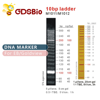 10bp DNA-de Reagentia van de de Elektroforese Hoge Zuiverheid van het Laddergel
