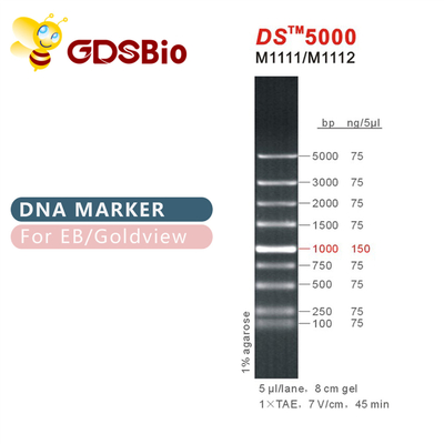 de Elektroforeseteller van DNA van 1000bp DS 5000, DNA-Ladder voor RNAgel
