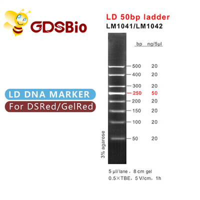 50bp DNA-de Tellersladder GDSBio van de Gelelektroforese