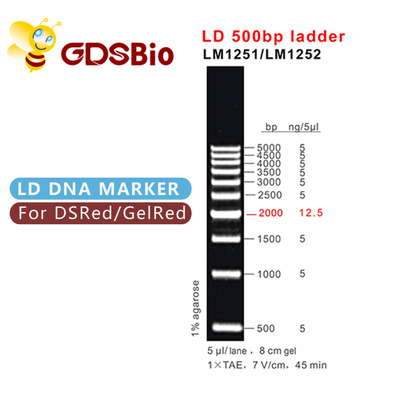 500bp LD-van het de Laddergel van DNA Elektroforese 60 Preps