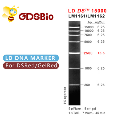 De Tellerselektroforese 50 van DNA van LD DS 15000bp 15kb Preps